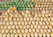 Guimaras’ World-Famous Mangoes Available Via PHLPost Delivery